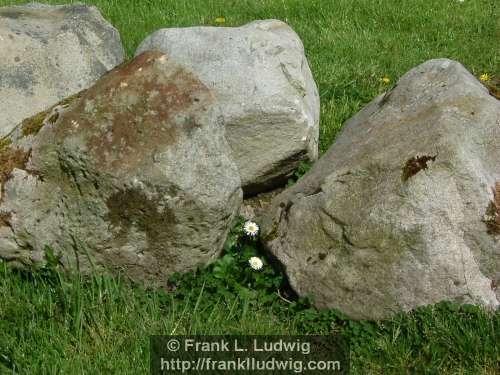 Stone Daisies